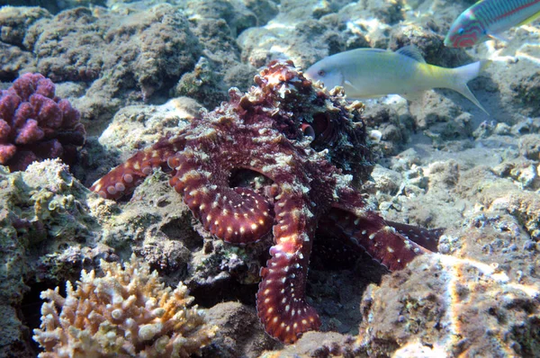 Pohled Pod Vodu Korálový Útes Život Oceánu Rybí Škola Korálové — Stock fotografie