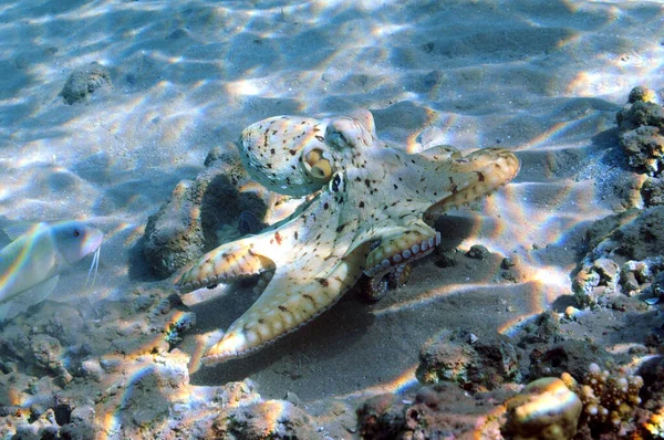 Vue Sous Marine Récif Corallien Vie Dans Océan Ecole Poissons — Photo