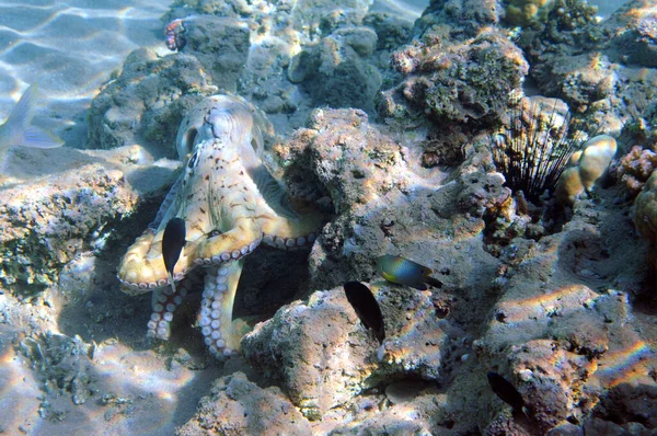 Underwater View Coral Reef Life Ocean School Fish Coral Reef — Stock Photo, Image