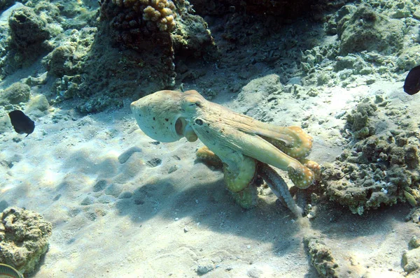 珊瑚礁的水下景观 海洋中的生命鱼群 埃及红海的珊瑚礁和热带鱼类 世界海洋野生动物景观 — 图库照片