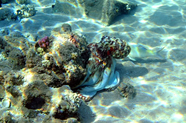 Vista Subacquea Della Barriera Corallina Vita Nell Oceano Scuola Pesce — Foto Stock