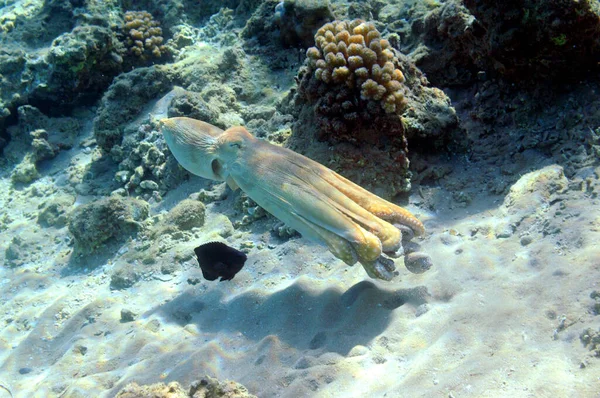 Pohled Pod Vodu Korálový Útes Život Oceánu Rybí Škola Korálové — Stock fotografie