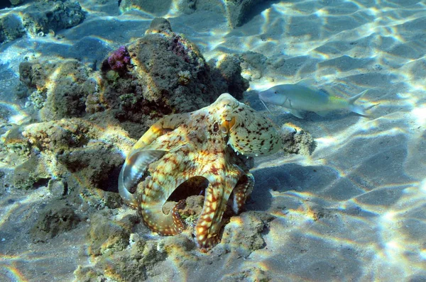 Onderwater Zicht Het Koraalrif Leven Oceaan School Van Vissen Koraalrif — Stockfoto