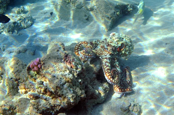 Onderwater Zicht Het Koraalrif Leven Oceaan School Van Vissen Koraalrif — Stockfoto