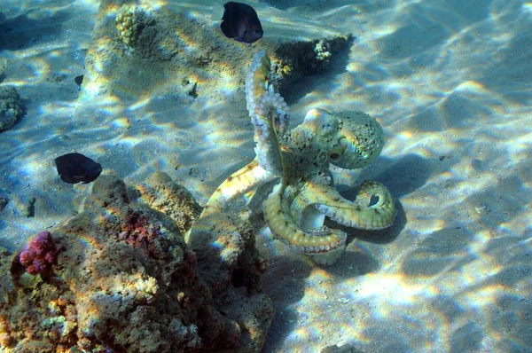 Unterwasserblick Auf Das Korallenriff Leben Ozean Fischschwärme Korallenriff Und Tropische — Stockfoto