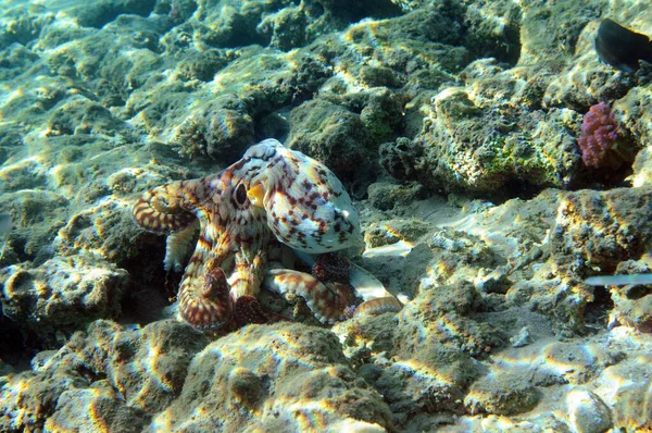 Vista Subaquática Recife Coral Vida Oceano Escola Peixe Recifes Corais — Fotografia de Stock