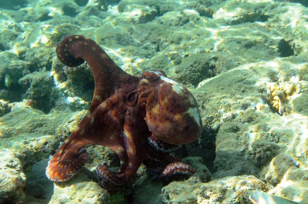 Mercan Resifinin Sualtı Görüntüsü Okyanusta Yaşam Balık Sürüsü Kızıl Deniz — Stok fotoğraf