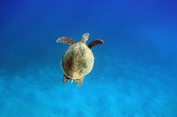 Vue Sous Marine Récif Corallien Vie Dans Océan Ecole Poissons Images De Stock Libres De Droits