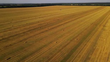 Bir saman tarlasının, buğday tarlasının hava görüntüleri. Güzel dinamik peyzaj dronu