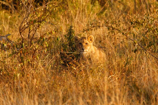 Afrika savana bebek aslan