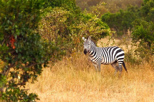 Zebra in de Afrikaanse savanne — Stockfoto