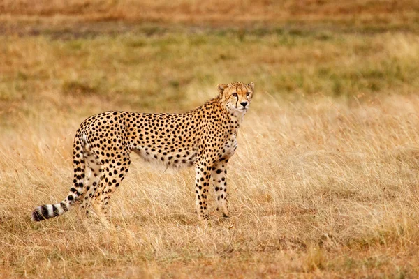 Walking cheetah i savannah — Stockfoto