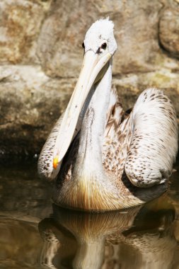 Beyaz Pelikan kuşu