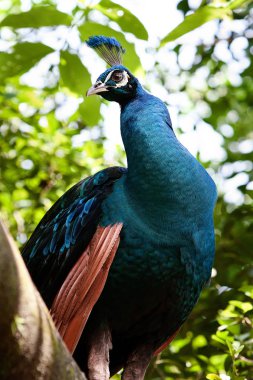 Tavus kuşu kuş Parkı