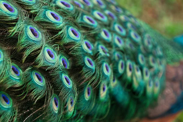 Pavo real con plumas en la cola — Foto de Stock