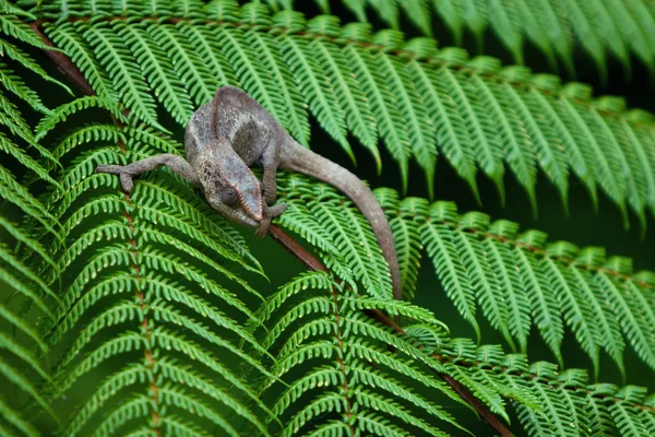 Camaleonte su foglia verde — Foto Stock