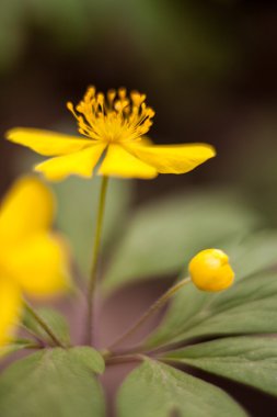 Orman çiçek açan çiçek