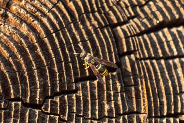 yaban arısı oturma ahşap güdük