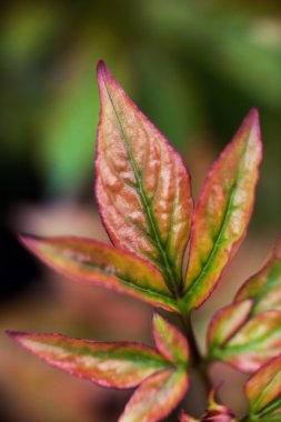 parlak taze yaprakları