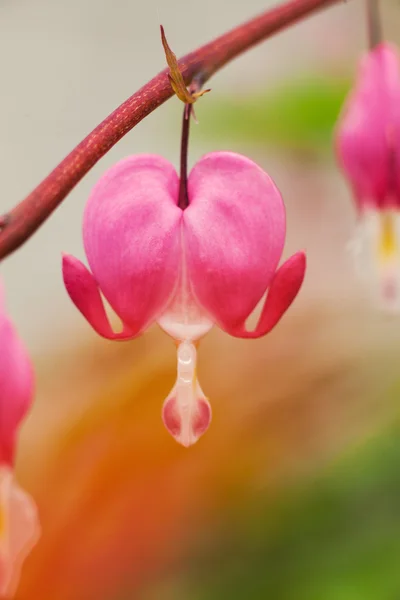 Розовый цветущий цветок фуксии — стоковое фото