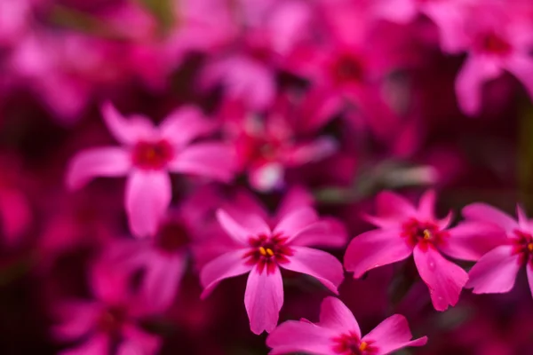 Pink blooming flowers — Stock Photo, Image
