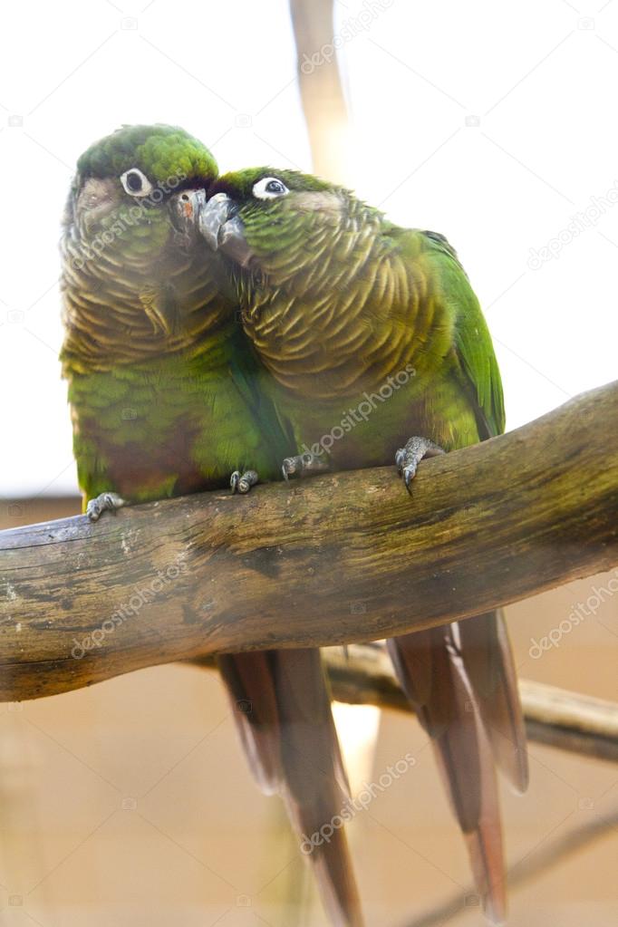 parrots sitting on perch