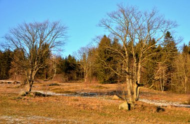 Batan güneşin aydınlattığı kar kalıntılarıyla bezenmiş çayır. Karlar eriyip güneş bahar gibi parlayınca kararır. Çok güzel akçaağaç köklü ağaçlar. Arka planda kayalar ve yapraklar var.
