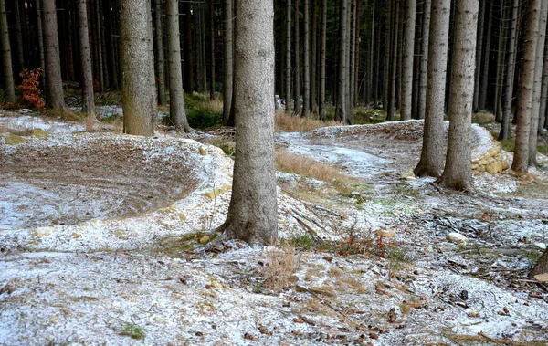 big bends on a narrow path single track between trees in the forest. slightly snowy and frosty bike path. enduro motorcycle and mountain bike races full of turns and logs, freeze, slippig, winter