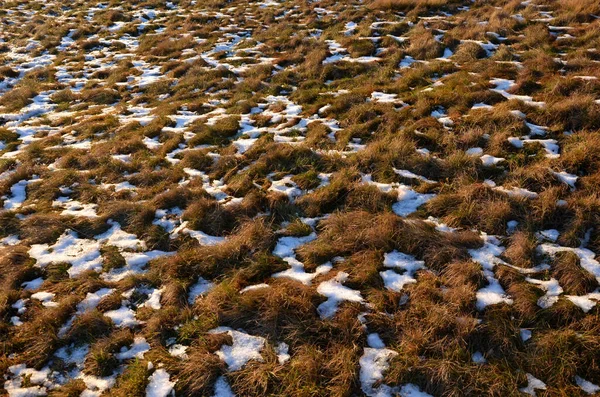 Prato Con Resti Neve Illuminata Dal Sole Tramonto Smalto Quando — Foto Stock