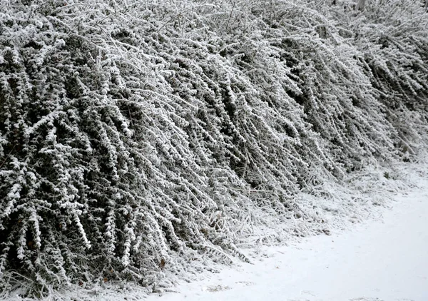 庭の低木やヘッジは 葉がなくても美しさを持っているか 雪で覆われていて 赤い大きな葉に緑色をアイシングしています 霜に強い常緑樹で雪の層で覆われ — ストック写真