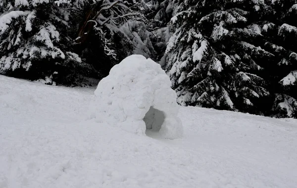 孩子们在一片雪地的森林中建造了一个巨大的冰屋 它是站在云杉边缘的斜坡上的一个雪块半球 — 图库照片