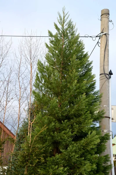 Dichter Baum Mit Rotbrauner Rinde Sie Hat Schuppige Grüne Kreuznadelige — Stockfoto