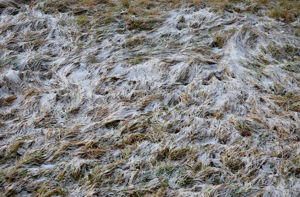 Erba Oppressa Secca Senza Vita Giace Terra Coperto Neve Simile — Foto Stock