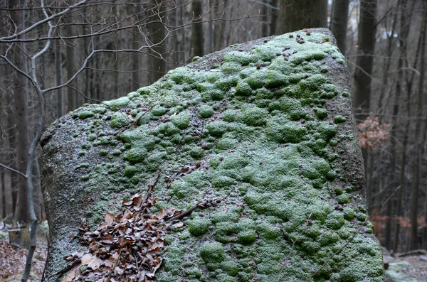 Mineração Florestal Pedra Granito Diretamente Floresta Pedregulho Solitário Passado Maneira — Fotografia de Stock