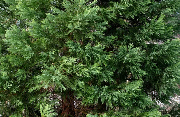 Arbre Dense Avec Écorce Brun Rougeâtre Écailleux Vert Aiguilles Croisées — Photo