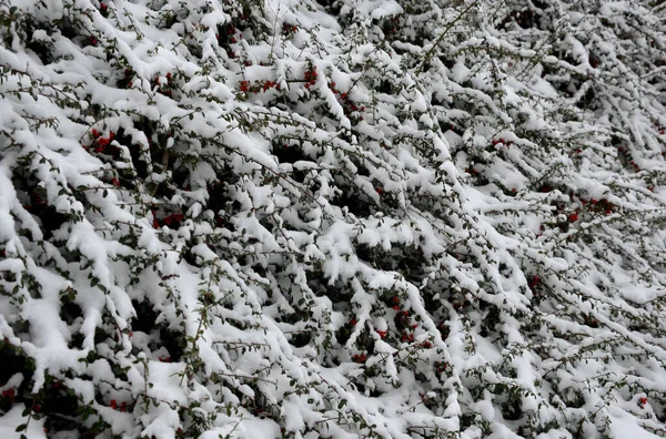 Los Arbustos Cubiertos Nieve Solo Pueden Reconocer Con Dificultad Sin —  Fotos de Stock