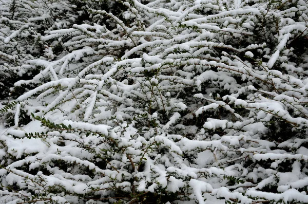 Los Arbustos Cubiertos Nieve Solo Pueden Reconocer Con Dificultad Sin —  Fotos de Stock