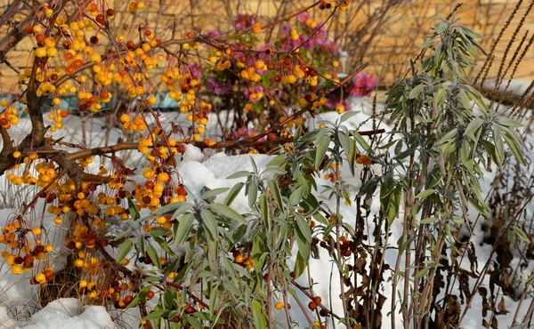 ornamental flower beds with grasses and perennials in winter. snowy perennials in a flowerbed with a brown marl, sandstone wall. a few ornamental plant bloom in January are not many. asters can pink