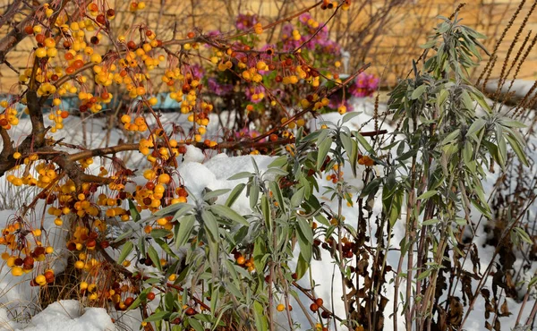 Aiuole Ornamentali Con Erbe Piante Perenni Inverno Perenni Nevosi Aiuola — Foto Stock