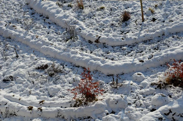 Dísznövény Virágágyás Füvekkel Évelő Növényekkel Télen Drón Kilátás Havas Soraiban — Stock Fotó