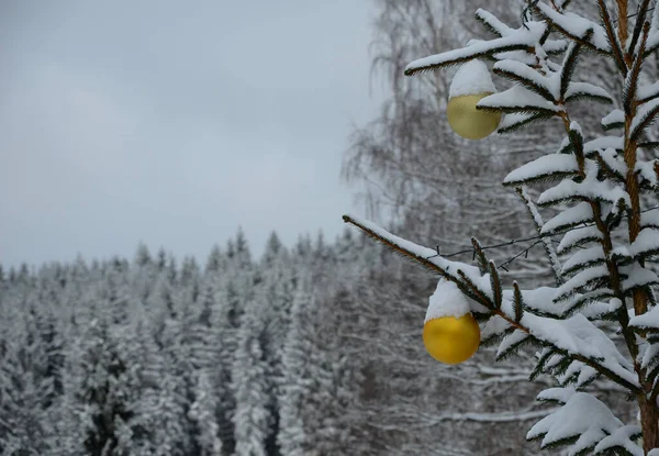 gold ornaments on a snowy spruce tree. big balls in the background of spruce forest, for Christmas greetings. green coniferous twigs are covered with snow in the garden