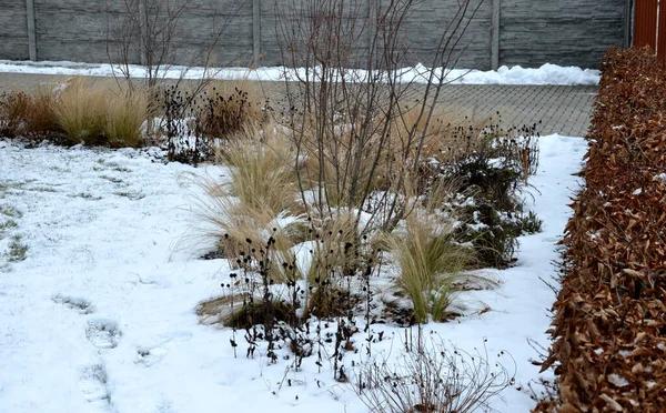 多年生花圃 有草木和角梁篱笆 冬季有雪 观赏黄色干草和红豆杉褐色花序的限制 草甸之间的砂岩小径 — 图库照片