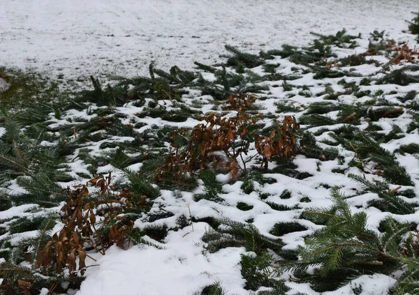 Invierno Necesario Cubrir Las Plantas Delicadas Con Agujas Jardines Parques —  Fotos de Stock