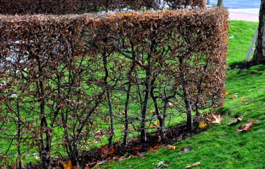 green lawn in contrast to the hornbeam hedge by the road and in the park. properly pruned shrub cut into the shape of pyramid. the lower branches also grow better and denser. leaves haze until spring clipart
