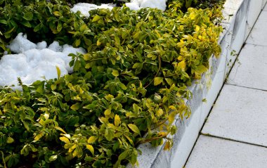 Kökleriyle kenarlara doğru büyür, böylece sürekli ve zarif görünümlü bir halı oluşturabilir. Ağaçların altındaki çimlerin yedeği, çalılık gibi.