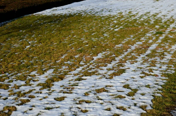 Prato Stressato Inverno Soffre Muffa Movimento Eccessivo Delle Persone Soprattutto — Foto Stock