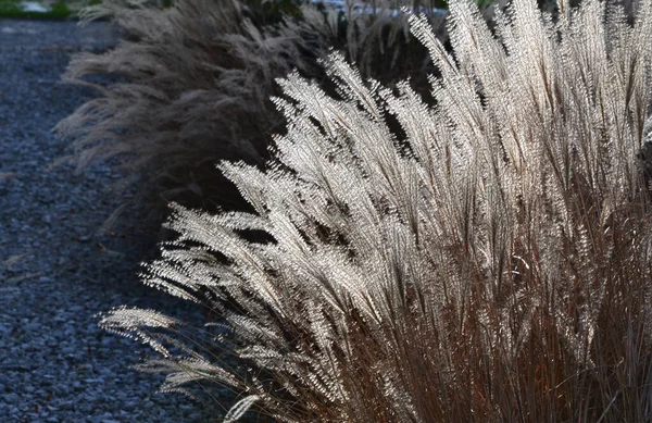 Hierba Plata Japonesa Sol Adorno Del Parque Invierno Flores Plumas — Foto de Stock