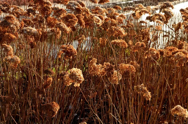 Kwiaty Hortensji Suche Słońcu Mają Złoty Kolor Wraz Trawą Zdobią — Zdjęcie stockowe
