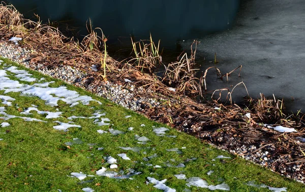 Τόνισε Γκαζόν Χειμώνα Πάσχει Από Μούχλα Και Υπερβολική Κίνηση Των — Φωτογραφία Αρχείου