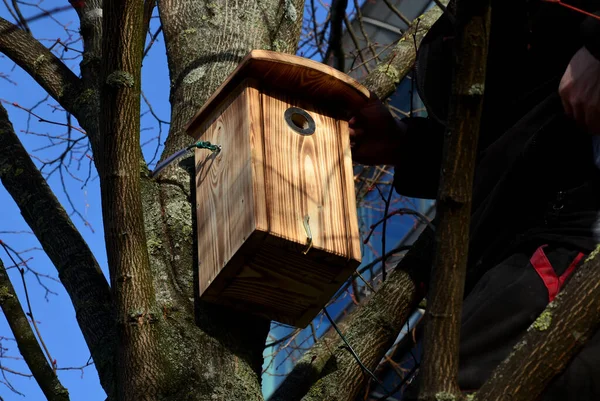 在树上安装和视察鸟舍 作春季筑巢之用 一个身强体壮的男人 带着鸟类学家爬上梯子 并把一个嵌套在盒子里的奶鼠放到上面 — 图库照片